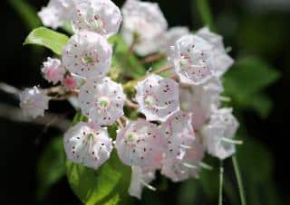 Entretien Culture Kalmia latifolia - laurier des montagnes