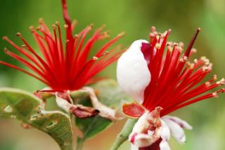 Feijoa entretien