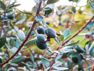 Feijoa fruit mure recolte