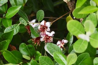 Feijoa plantation