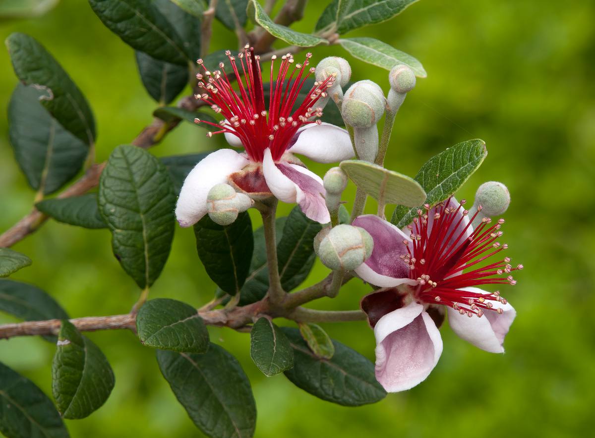 Feijoa sellowiana - Goyavier du bresil