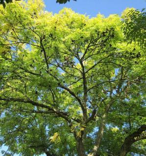 Fraxinus excelsior - frene commun