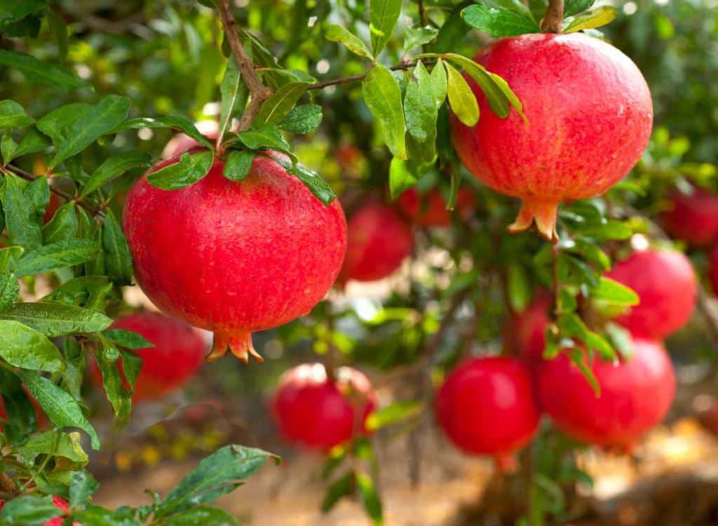 Grenadier a fruit - punica granatum