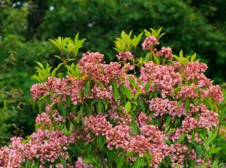 Kalmia latifolia - laurier des montagnes