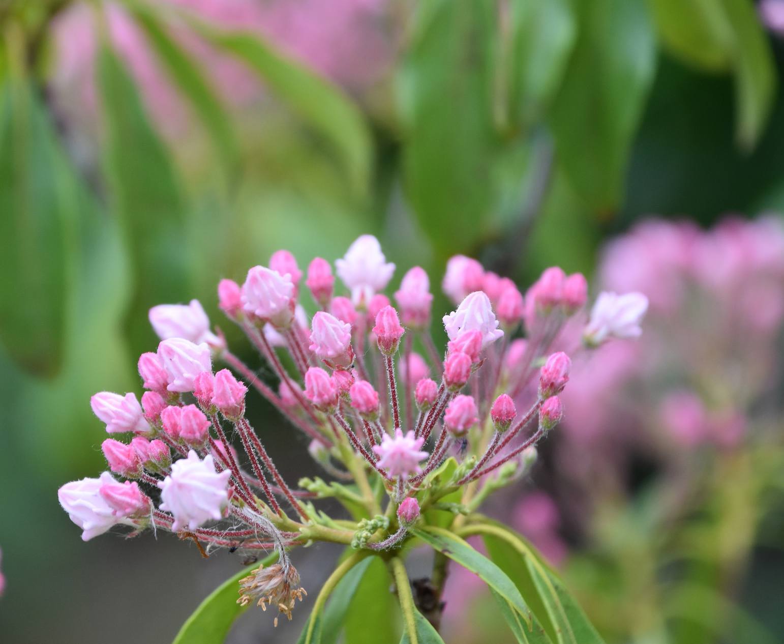 Kalmia latifolia