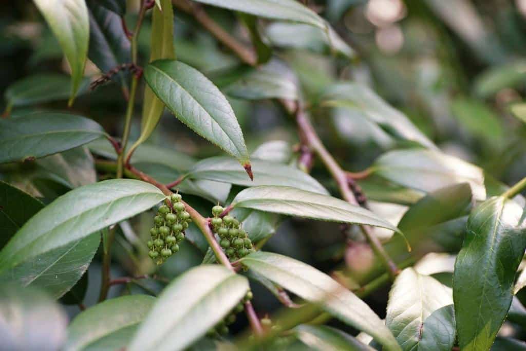 Leucothoe entretien