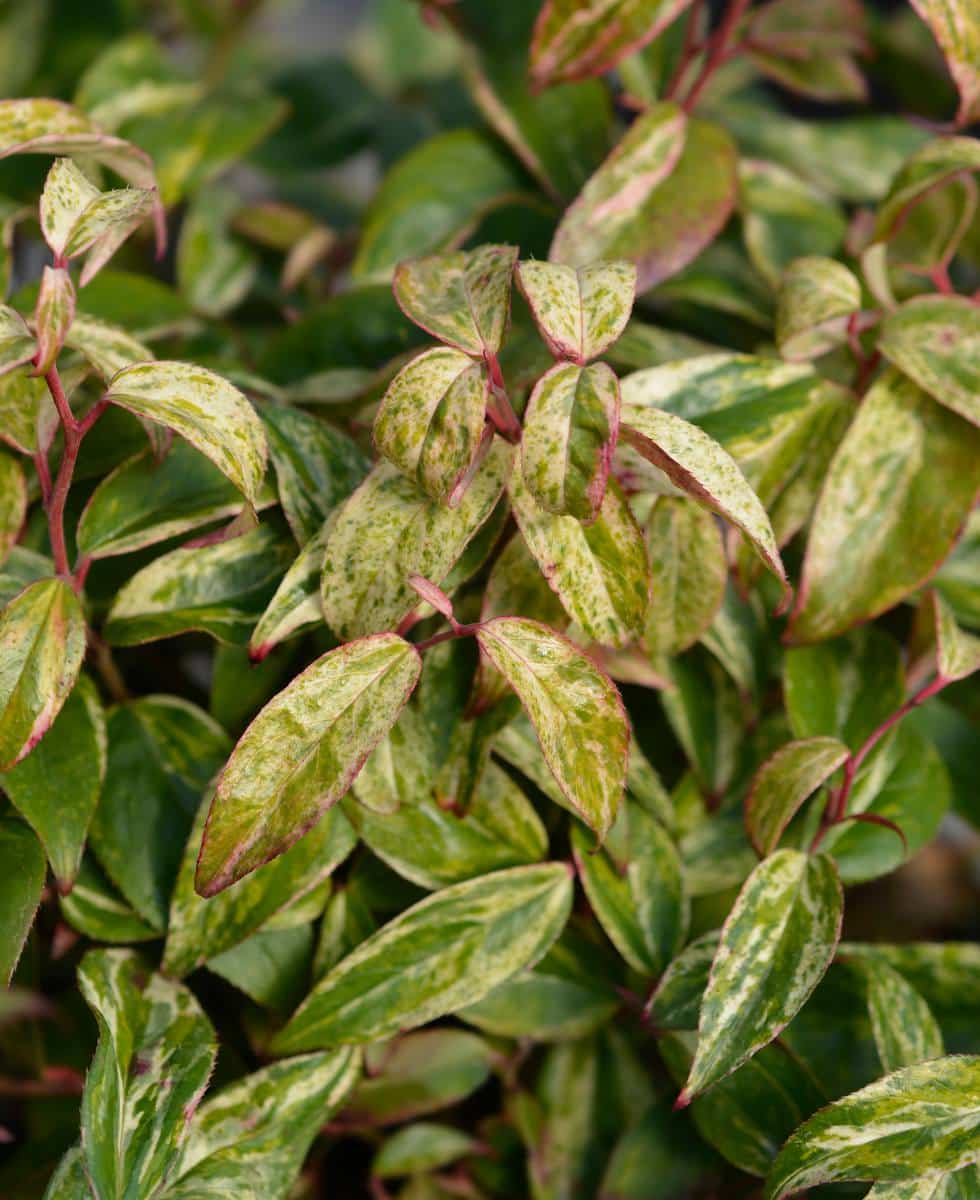 Leucothoe