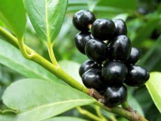 Ligustrum vulgare entretien