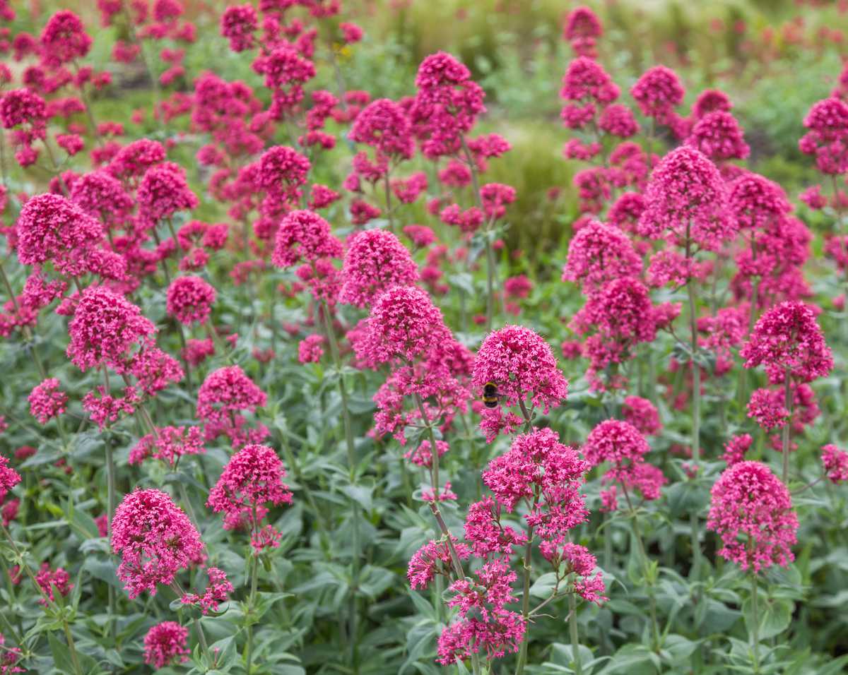 Lilas d'espagne