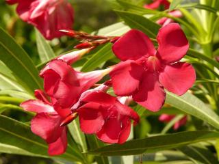 Nerium oleander otalia - laurier rose rouge