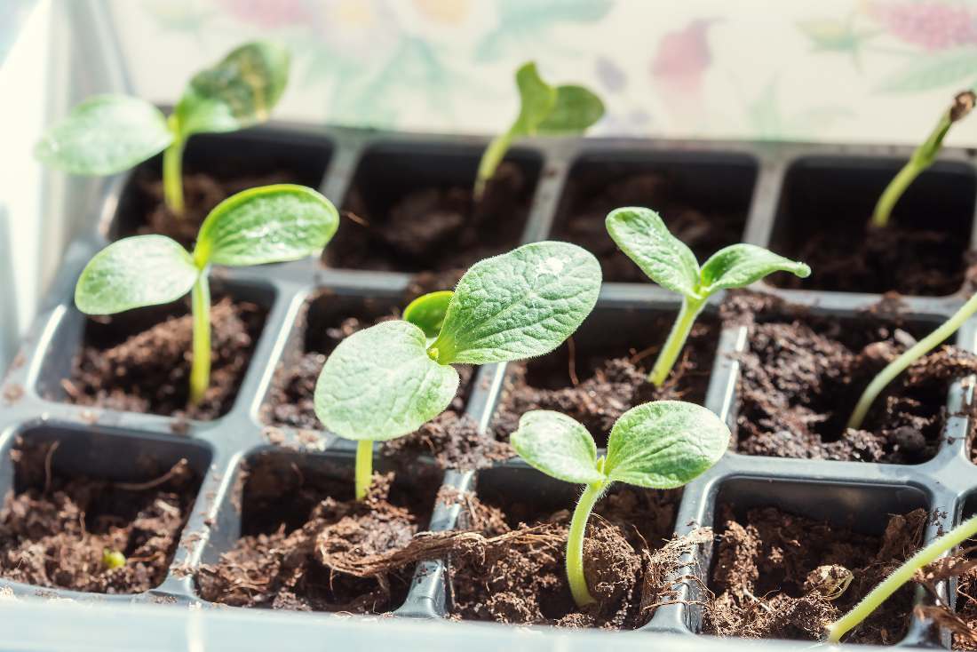 Des Courgettes : Quand Planter et Comment Cultiver