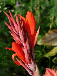 canna rouge indica
