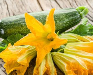 fleur de courgette - utilisation comestible recolte