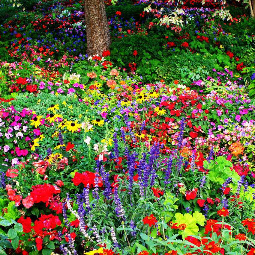 massif fleurs facile entretien