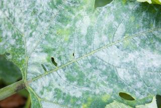 oidium courgette - feuille blanche