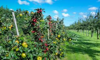 soin été traitement fruitier