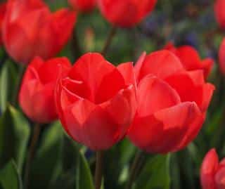 tulipe rouge Fusilier