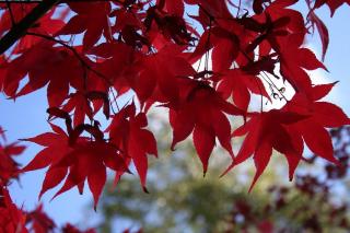 Acer rubrum ombre