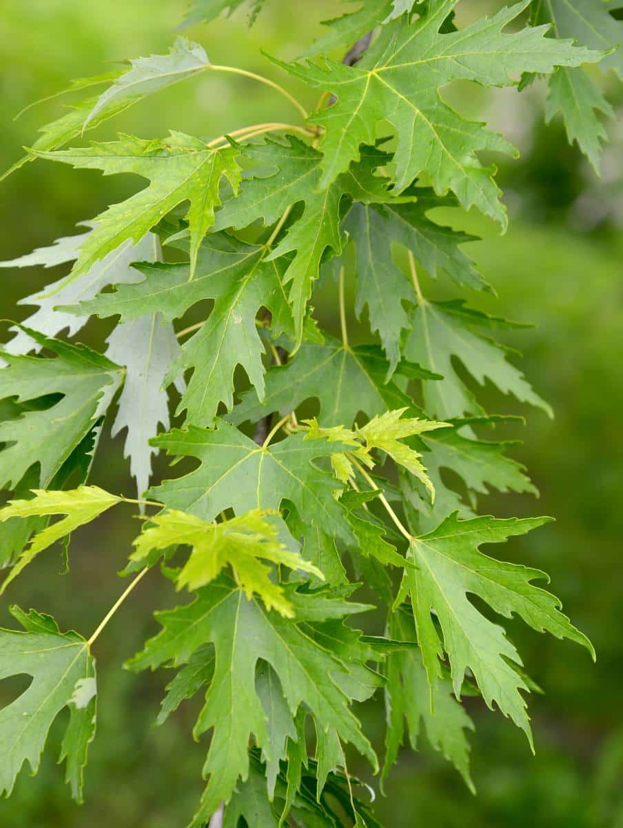 Acer saccharinum - erable argente