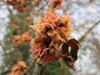 Acer saccharinum fleur