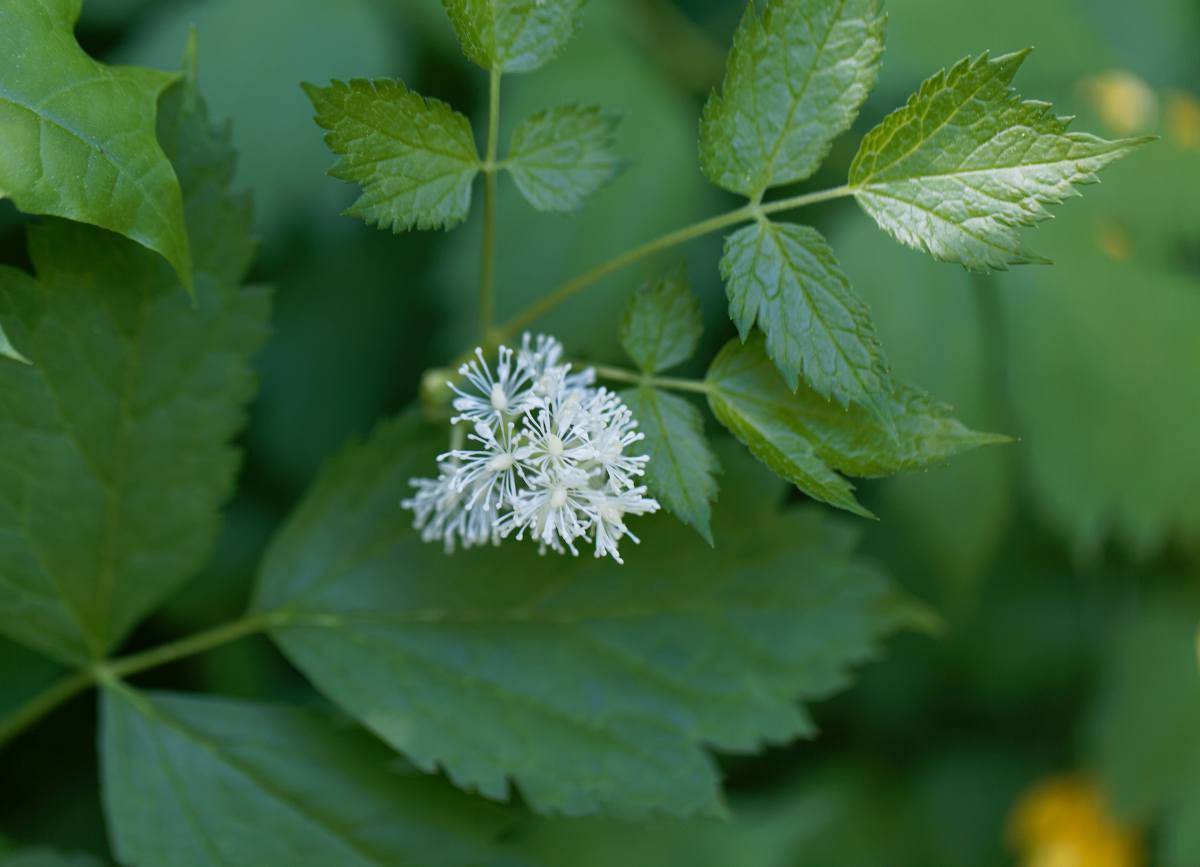 Actaea - Herbe de saint christophe