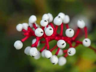 Actaea pachypoda 