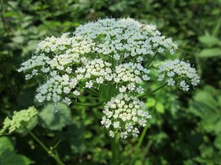 Aegopodium - égopode - herbe aux goutteux