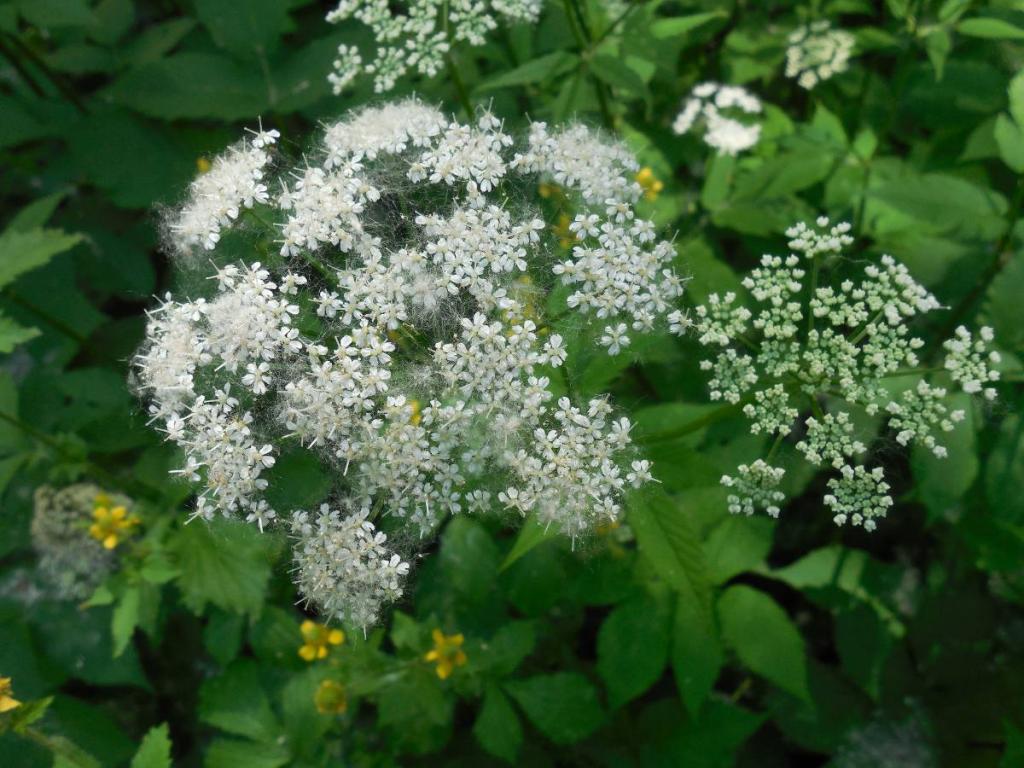 Aegopodium - herbe aux goutteux