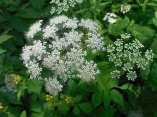 Aegopodium - herbe aux goutteux