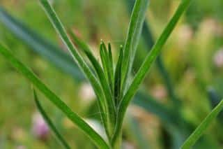 Agrostemma githago - Nielle des blés - Semis Plantation