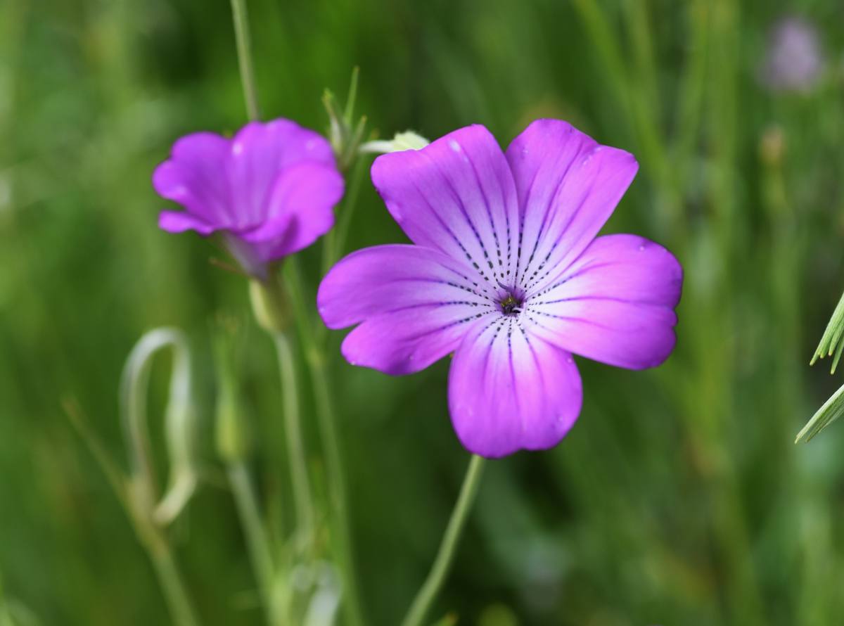 Agrostemma githago - Nielle des blés