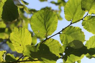 Alnus glutinosa - Aulne noir europe ombre