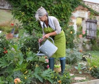 Arrosage potager été