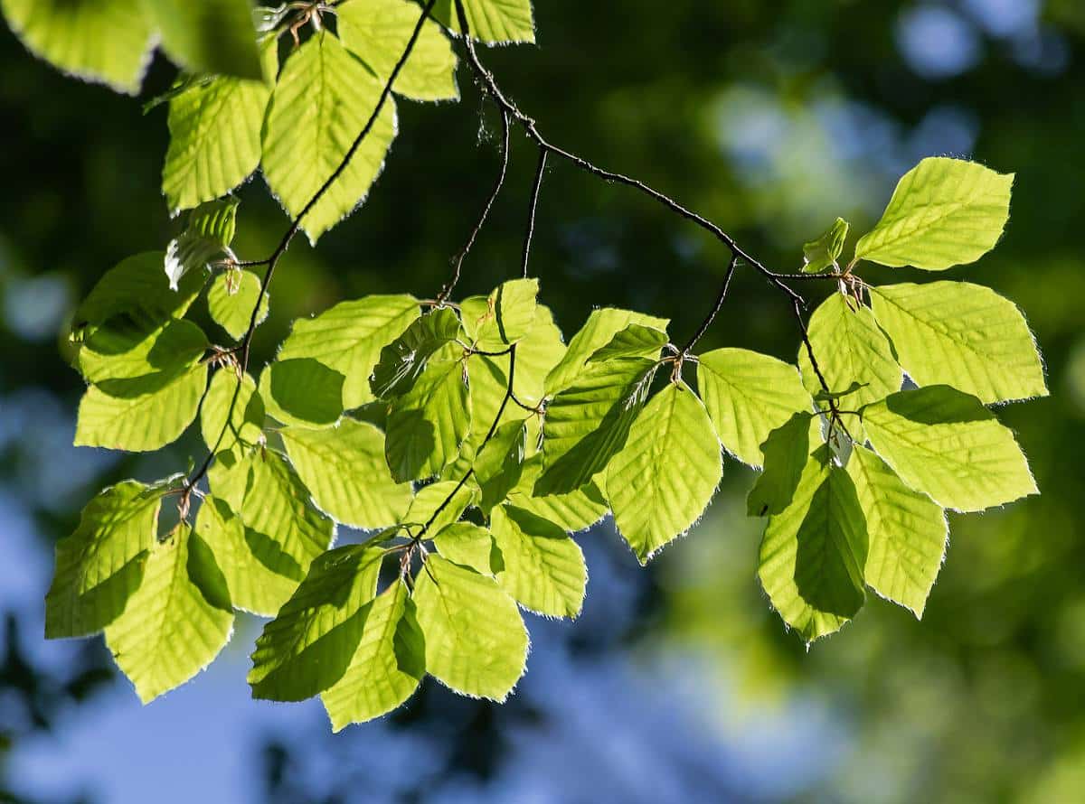 Carpinus betulus - Charme