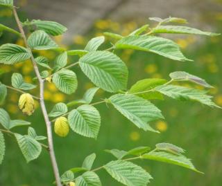 Carpinus betulus plantation