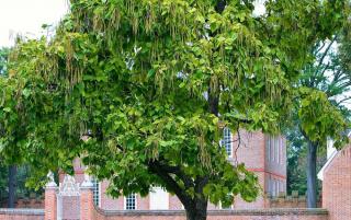 Catalpa Arbre a croissance rapide