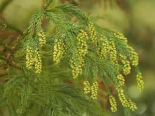 Cedre du Japon - Cryptomeria japonica Entretien