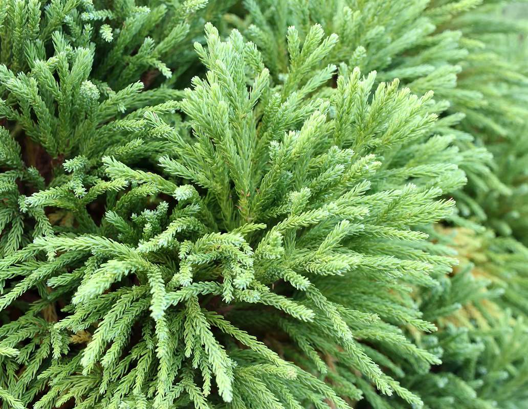 Cedre du Japon - Cryptomeria japonica