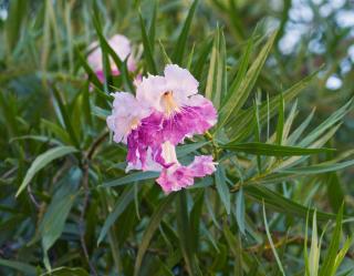 Chilopsis linearis - Saule de desert