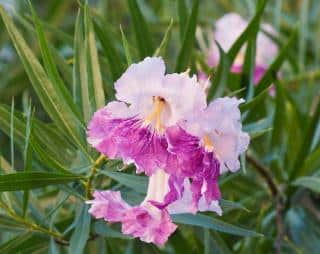 Chilopsis linearis - Saule de desert - Entretien