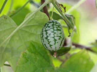 Cucamelon