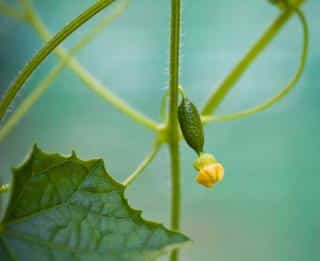 Cucamelon semis plantation