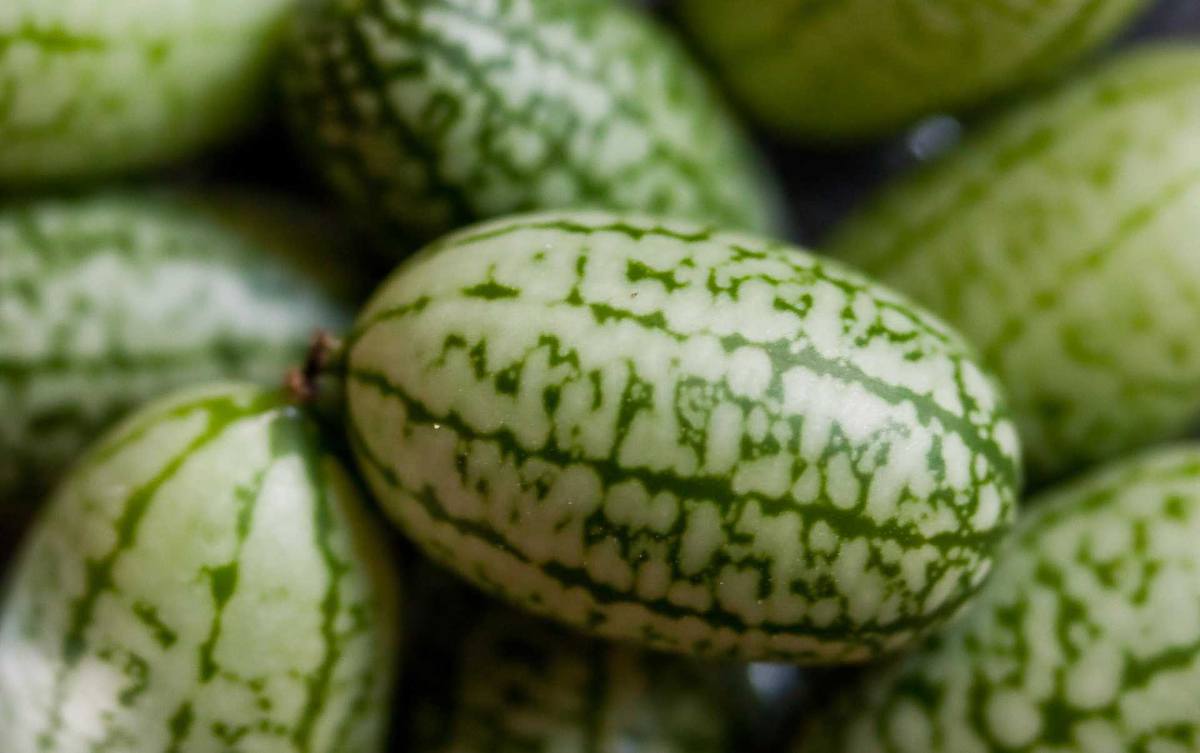 Le test du goût des cucamelons: les résultats! - Jardinier paresseux