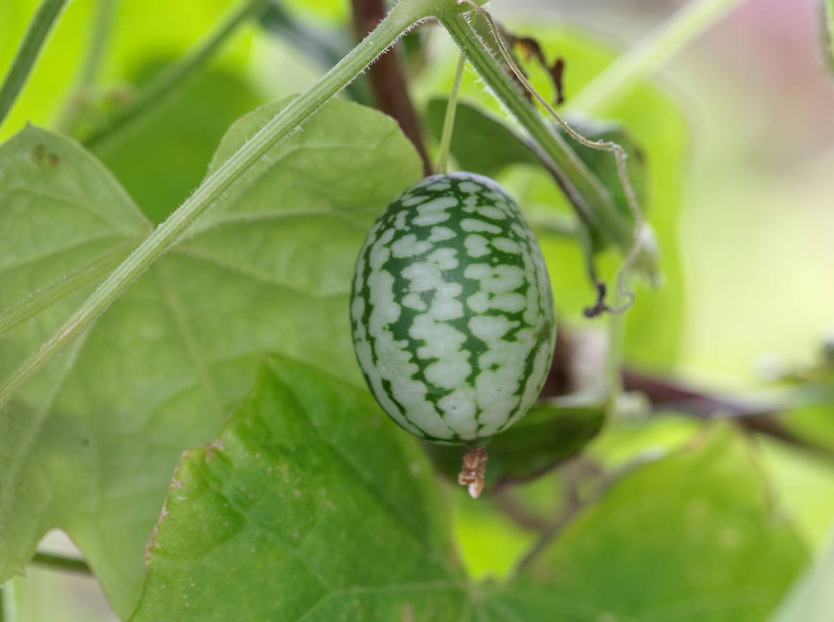 Cucamelon