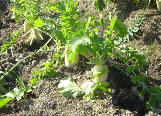 Daikon culture entretien