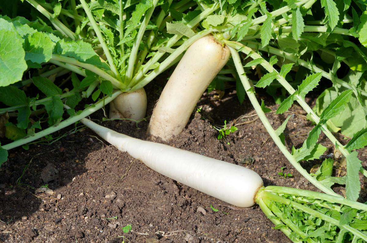 Daikon - radis blanc