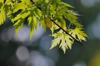 Erable argenté - Acer saccharinum