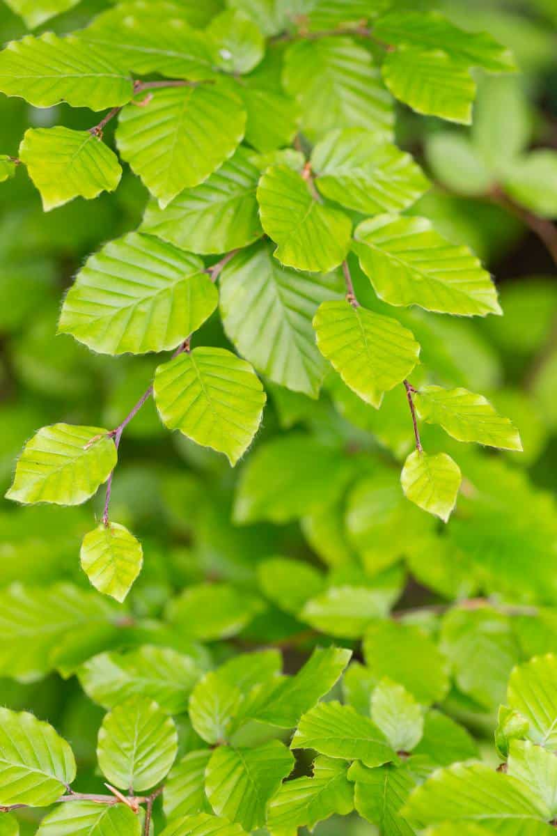 Fagus sylvatica - hetre - fayard