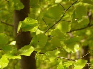 Fagus sylvatica plantation