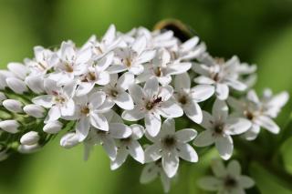 Lysimachia clethroides